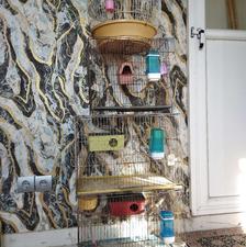 قفس پرنده فروشی