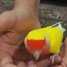 جفت طوطی برزیلی