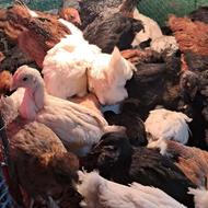 جوجه محلی سالم و سر حال به فروش میرسد.