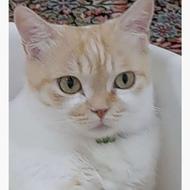 فروش گربه تربیت شده