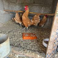 خروس سیبرایت