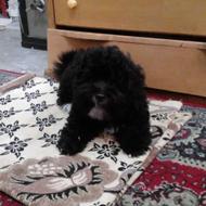 حیوان خانگی سگ پاکوتاه