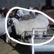 فروش1راس بره ماده