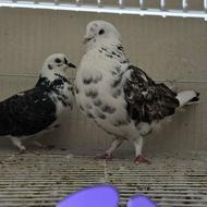 کبوتر پرشی ‌