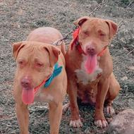 واگذاری سگ پیت پول