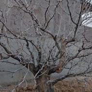 هرس علمی و تخصصی درخت پسته