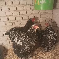 مرغ و خروس برهما بلکمتلد 5