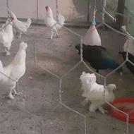 فروش پرنده(مرغ و خروس سلطان-کبک-قرقاول)