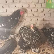 برهما بالغ وارداتی برهما بلکمتلد 8