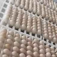 تخم نطفه دار کبک و قرقاول