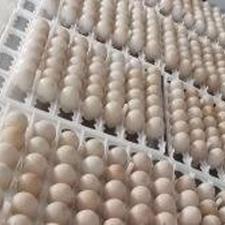 تخم نطفه دار کبک و قرقاول