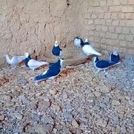 گفتر طوقی وامری