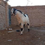 نربز یک ونیم ساله درشت وکشیده