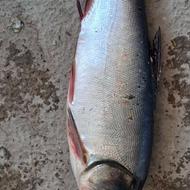 بچه ماهی گرمابی فیتیواک میانگین 400 گرم