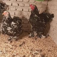 اصیل برهما وارداتی بلکمتلد 02