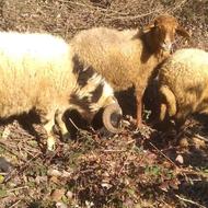 گوسفند نر بزرگ و ماده