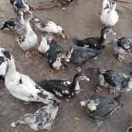 اردک اسرائیلی بالغ