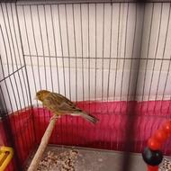 قناری نر برای جفت گیری و مست بدون قفس