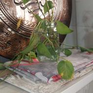 پیتوس چند شاخه