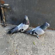 کبوتر ترئینی سبز نر ماده جوجه داده