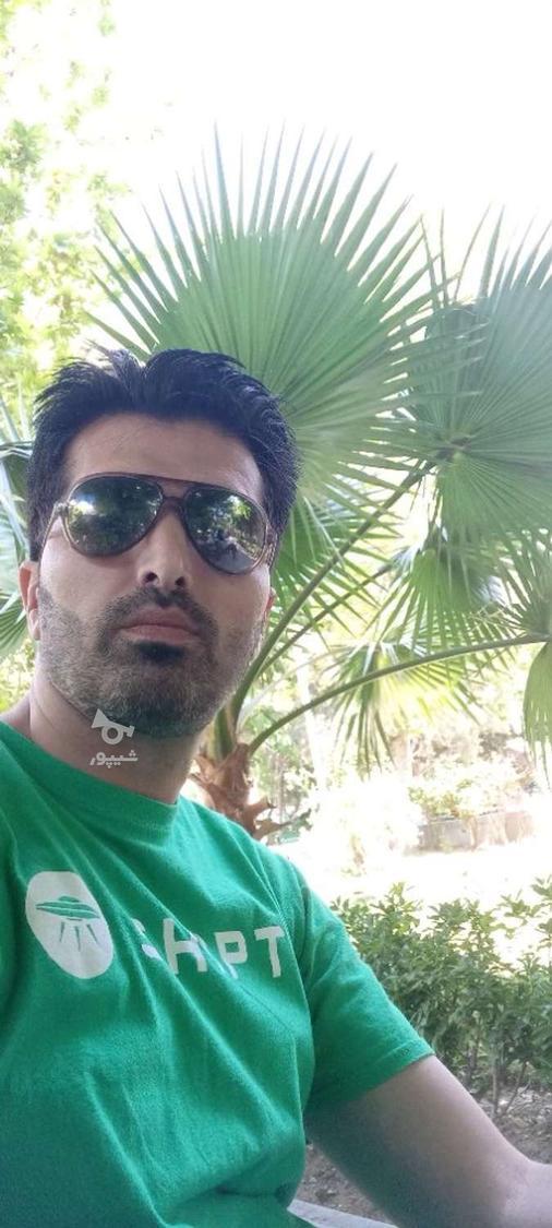 آشپز فست فود فرنگی - masoud mohaghegh