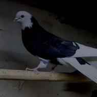 کبوتر شازده نر فقط تماس جوابگو