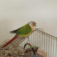 طوطی گرنچیک