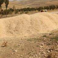 کاه گندم نرم وریز