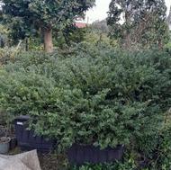 فروش گل و گیاه زینتی لگستروم پیتسبروم شمشاد یاس هلندی و ...