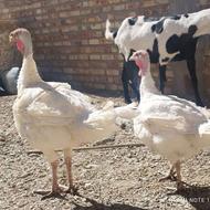 فروش دو عدد بوقلمون خانگی