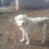 سلام یه سگ پژدر اصل واگذار میکن با سگ