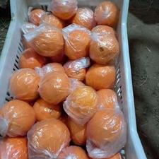 پرتقال تامسون