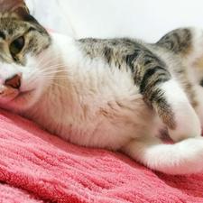 واگذاری رایگان گربه خانگی