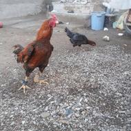 خروس ومرغ فروشی سه دونگ