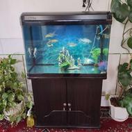 آکواریوم خارجی شیشه خم با میز mdf و ماهی کوی