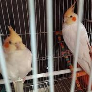 عروس هلندی جفت با قفس