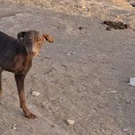 توله سگ دوبرمن ماده واگزاری