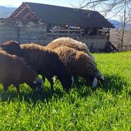 بره نر گوشتی