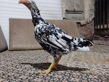 مرغ و خروس لاری در شیپور