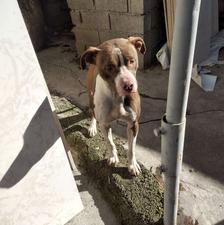 سگ پیت بول ماده