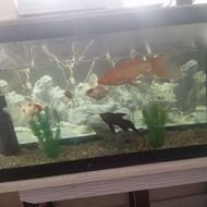 اکواریوم ماهی