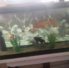 اکواریوم ماهی