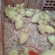 جوجه غاز محلی دورگ