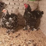 برهما بلک متلد برهما بلکمتلد 0