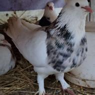 کبوتر طوقی نر استثنایی