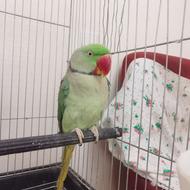 شاه طوطی جفت