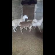 بره قوچی خشگل درجه یک عالی