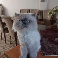 واگذاری گربه هیمالین چشم آبی