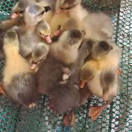 جوجه غاز 3 روزه تعداد بالا موجود