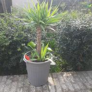 گل یوکا بنسای